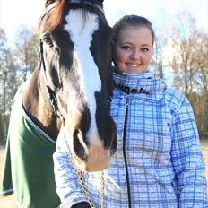 Dansk Varmblod Alingus