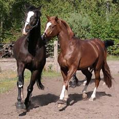 Dansk Varmblod Alingus