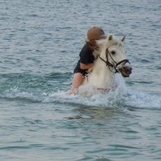 Anden særlig race Snowball