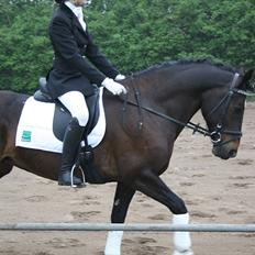 Welsh Cob (sec D) Valhallas Maggie May(OS)