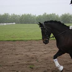 Welsh Cob (sec D) Valhallas Maggie May(OS)