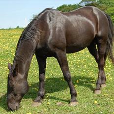 Traver Another st ( RIP ) død 17 dec 2018