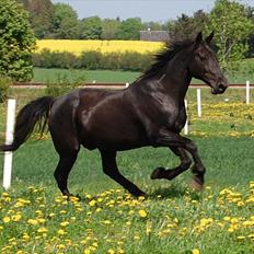 Traver Another st ( RIP ) død 17 dec 2018