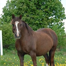 Welsh Cob (sec D) Scarlett