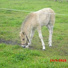 Anden særlig race freja
