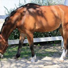 Anden særlig race Mirou ~ Min smukke dreng <3