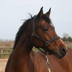 Dansk Varmblod Kenya Gamborg