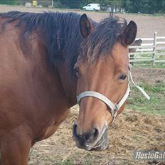 Anden særlig race Pretty Princess SOLGT