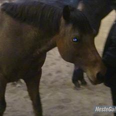 Anden særlig race Pretty Princess SOLGT