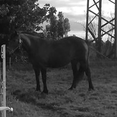 Anden særlig race Boelsminde's Centa