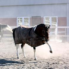 Anden særlig race Indi Falcon
