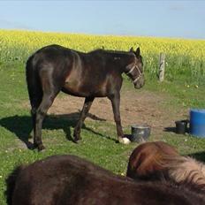 Traver Kildens Josephine Bøg