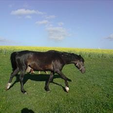 Traver Kildens Josephine Bøg