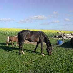 Traver Kildens Josephine Bøg