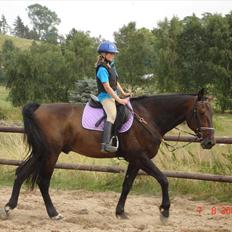 Norsk Varmblod  Blue Leader