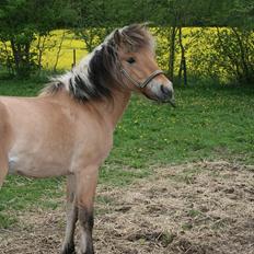 Anden særlig race team linnets spirit