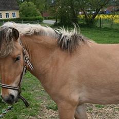 Anden særlig race team linnets spirit