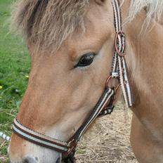 Anden særlig race team linnets spirit