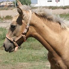 Pura Raza Española Pegasus