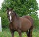Welsh Cob (sec D) Scarlett