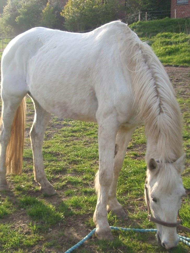 Anden særlig race Sir Bastian Tidl. hest -  Dato: 14. maj 2010. - jaa, græs skal der jo til :) og læg lige mærke til at han står selv billede 15