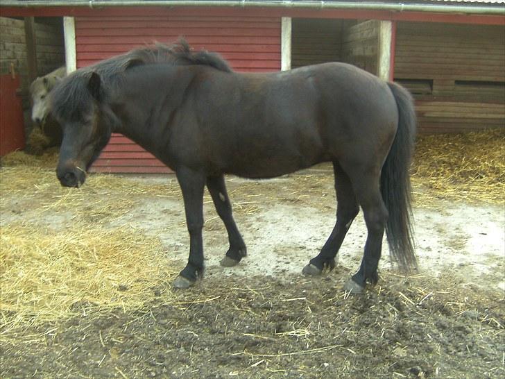 Islænder Assa - Her er så min smukke halvpart Assa billede 1