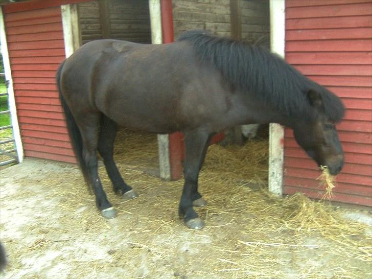 Islænder Assa billede 2