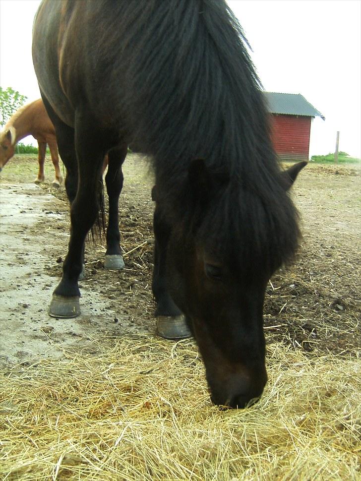 Islænder Assa - hun kan rides j hun er en god heste at ride på en 5 spas til et steven i faxikuppen billede 3