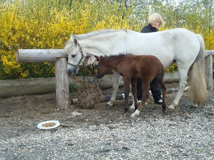 Anden særlig race Necupina (Pina) - Jeg vil også have noget vrap!!! billede 8