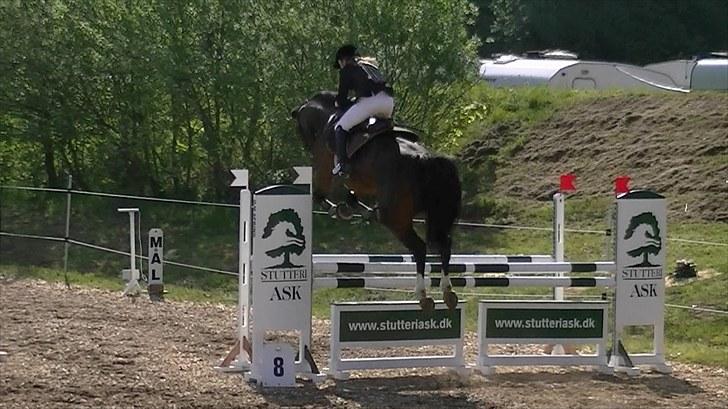 Dansk Varmblod Rinkenæs lucky joy- SOLGT billede 19