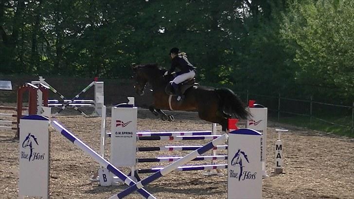 Dansk Varmblod Rinkenæs lucky joy- SOLGT billede 20