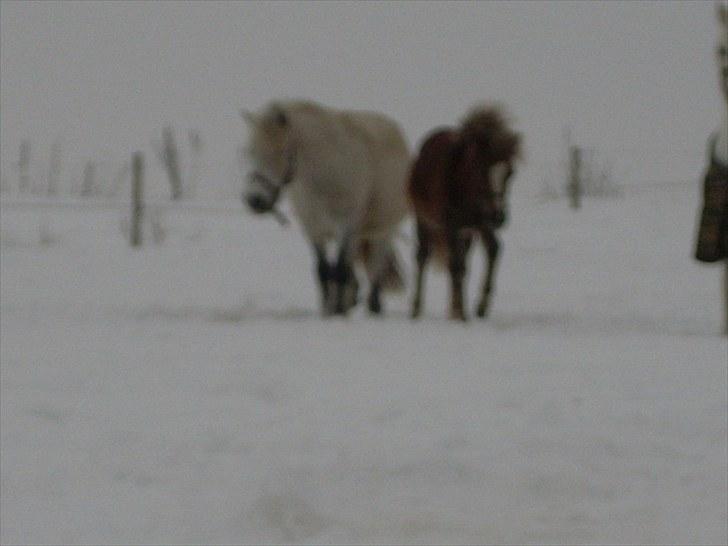Anden særlig race polka  [solgt] billede 14