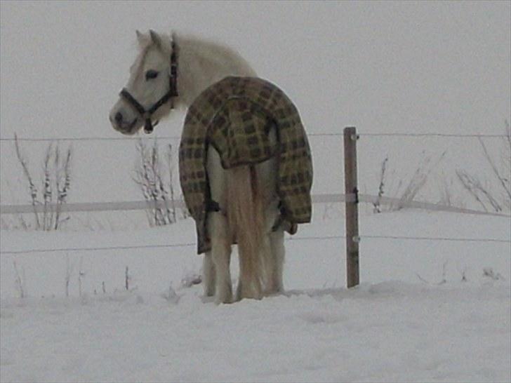 Anden særlig race polka  [solgt] billede 15