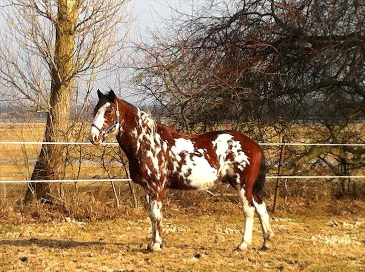 Criollo Don Pedro billede 2