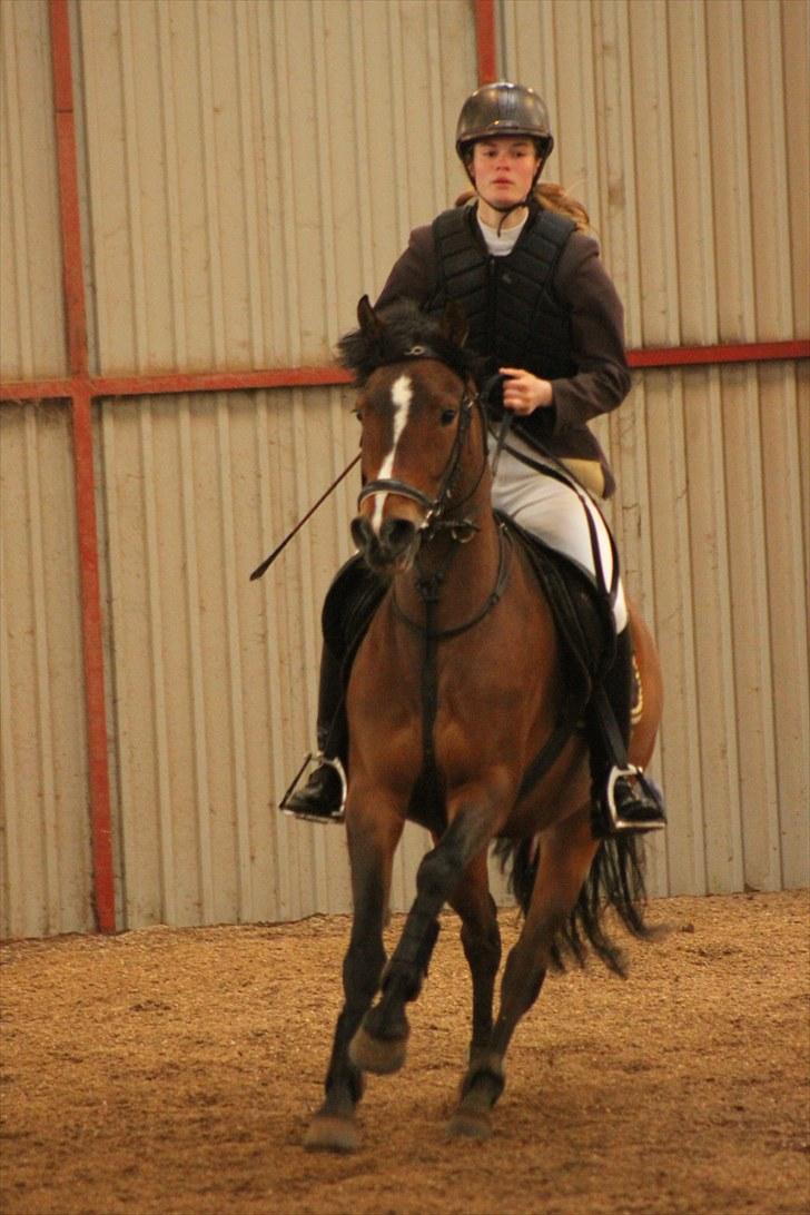 New Forest hiphop. - min elskede hiphop! du så gude smuk! er så stolt af dig! det ufatteligt! så langt vi to er kommet nu!! ily!<3 billede 10