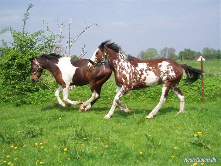 Criollo Don Pedro - Don Pedro og La Cardo i fuld firspring  billede 4