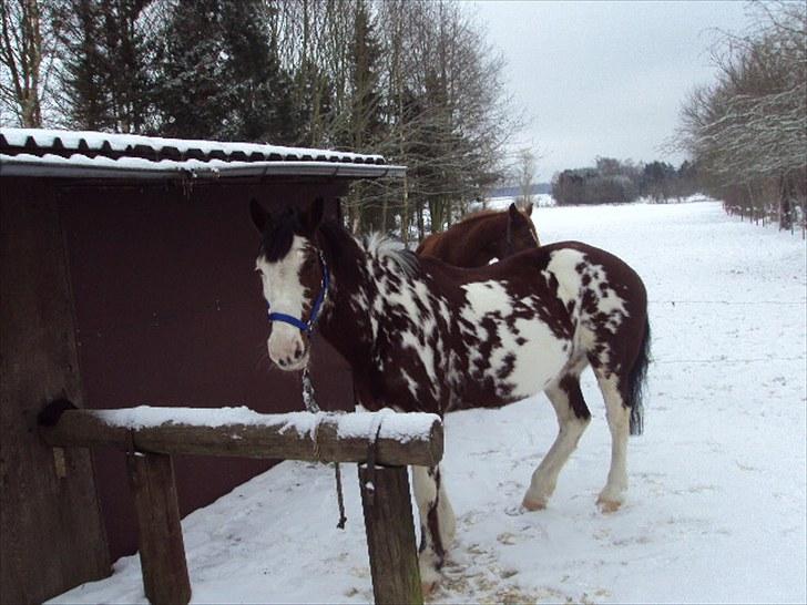 Criollo Don Pedro - Sikken dejlig og kold vinter billede 9