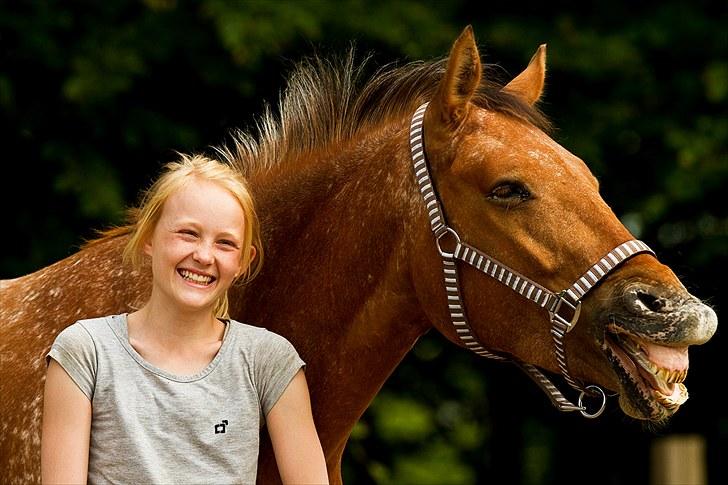 Knabstrupper Skovgårdens Rollo<3 (SOLGT) - Du er fantastisk <3
 billede 12