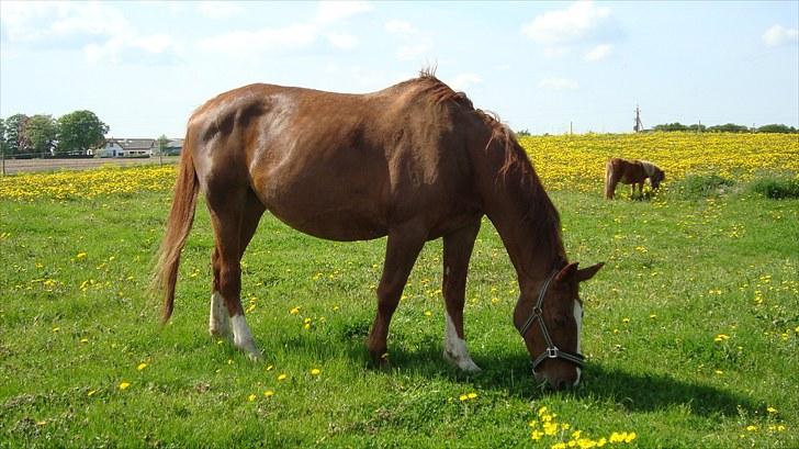 Svensk Varmblod Fröken shelli billede 10