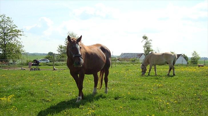 Svensk Varmblod Fröken shelli billede 11