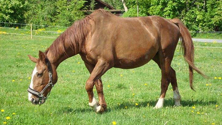 Svensk Varmblod Fröken shelli billede 12