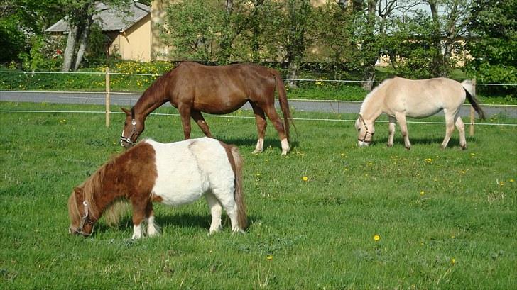 Svensk Varmblod Fröken shelli billede 13