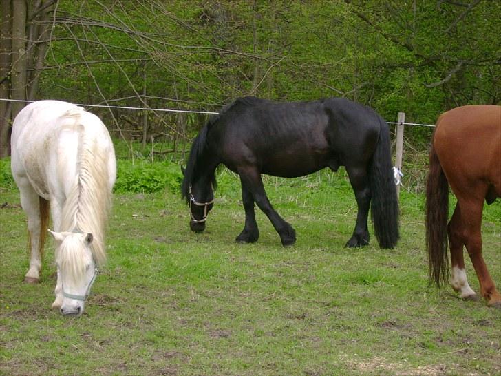 Nordsvensk Skovhest Elvis  billede 11