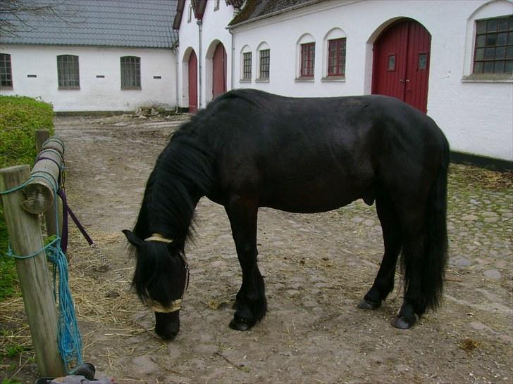 Nordsvensk Skovhest Elvis  billede 12