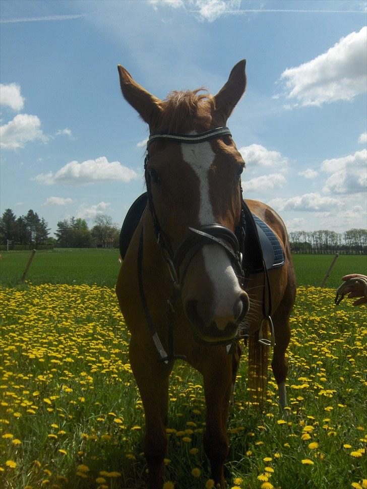 Dansk Varmblod  Lapaloma (solgt) billede 1