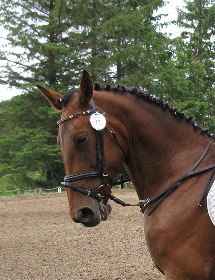 Anden særlig race  Købstrups Athene << Solgt >> - Athene på en af sine bedre dage :D billede 1