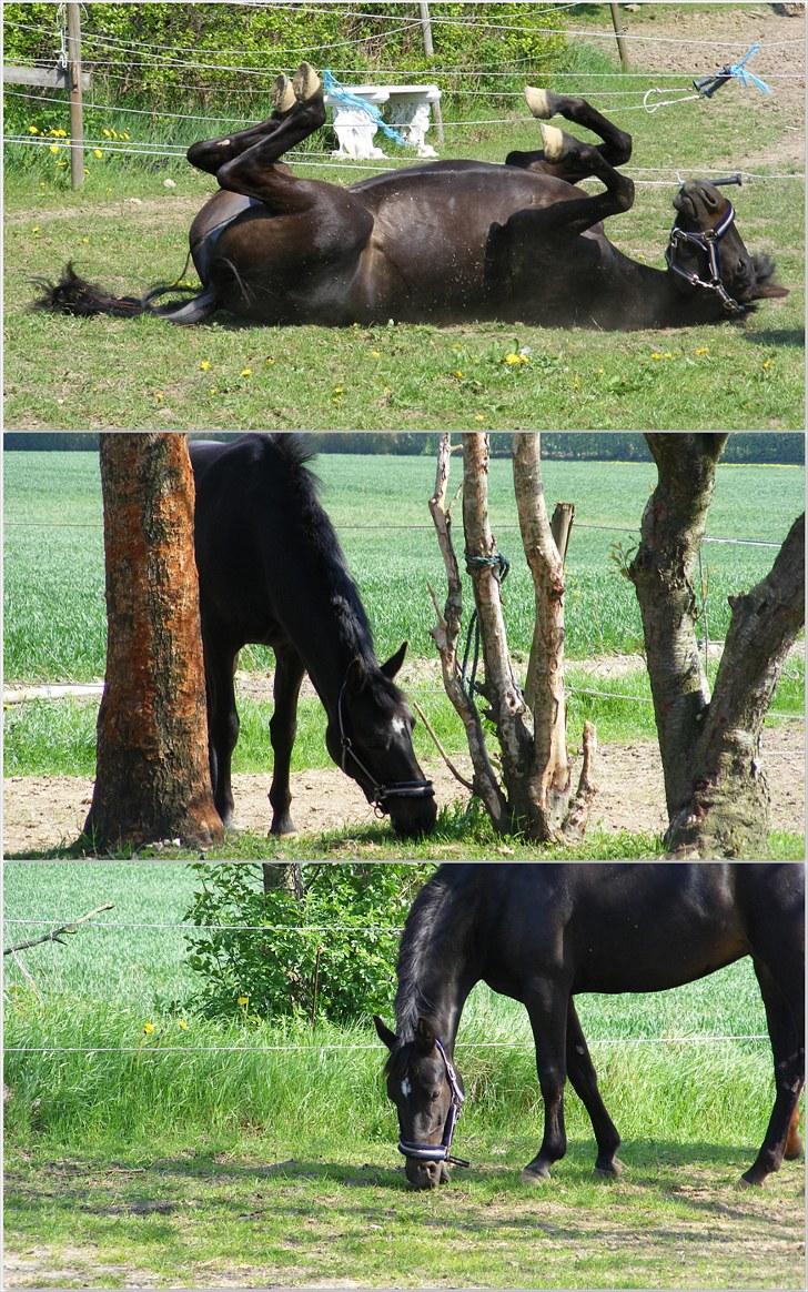 Anden særlig race Beautiful Girl (Solgt) - på en skøn sommervejrs dag d; billede 20