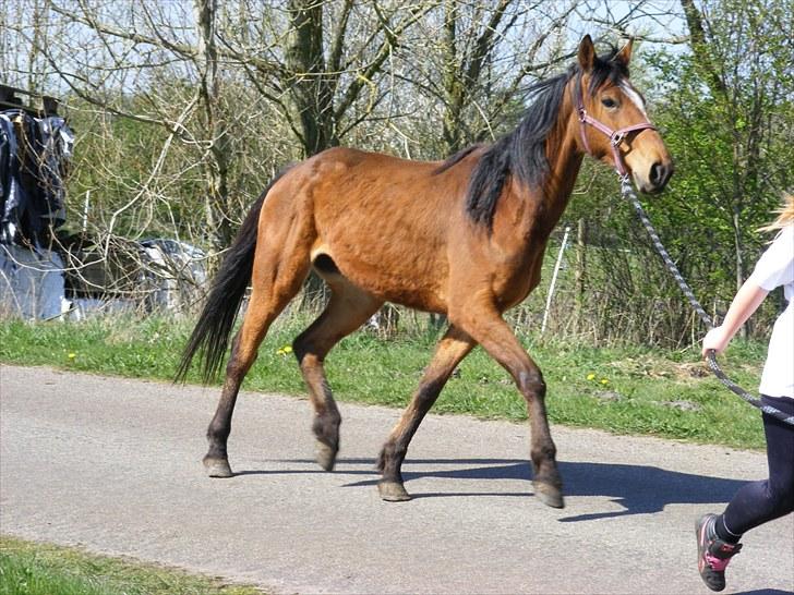 Dansk Varmblod Storåens Weltflicka - ude og strække benene d; billede 13