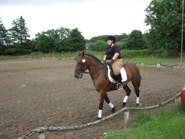 Anden særlig race  Købstrups Athene << Solgt >> - Skridtprogram billede 3