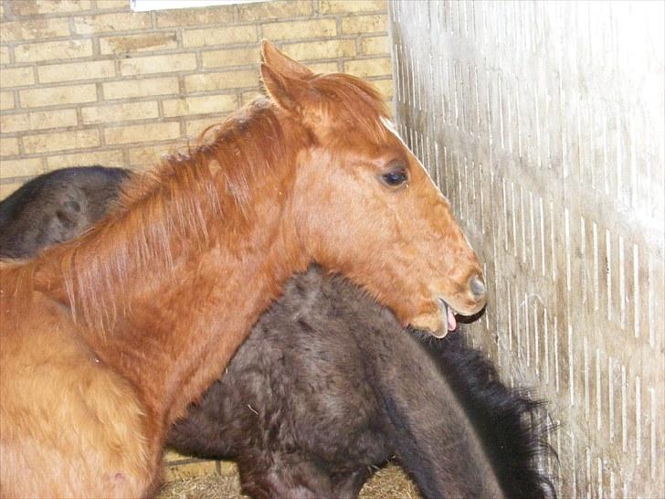 Dansk Varmblod Storåens Single - hm..? ;D billede 6